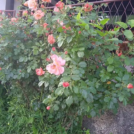 Domacinstvo Prentovic