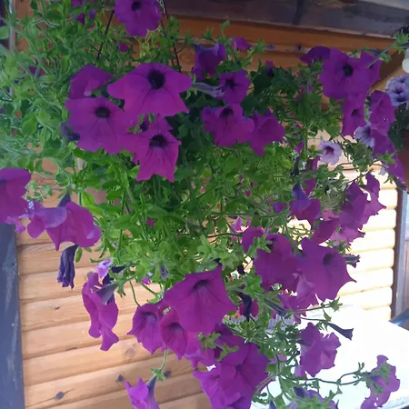 Domacinstvo Prentovic Venkovský dům Cajetina (Zlatibor)